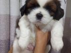 Shihtzu Puppy 50 Days Old