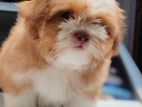 Shihtzu Puppy