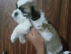 Shihtzu Puppy