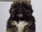 Shihtzu Puppies