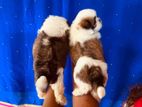 Shihtzu Puppys