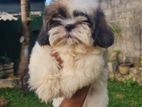 Shihtzu Puppy