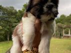 Shihtzu Puppy