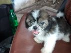 Shihtzu Puppy