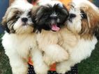 Shihtzu Puppies