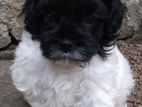 Shihtzu Puppy