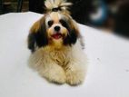 Shihtzu Puppy