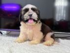 Shih Tzu Puppy