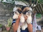 ShihTzu Puppy
