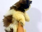 Shih Tzu Puppy