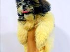 Shihtzu Puppy