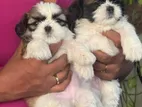 Shihtzu Puppy