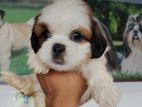 Shihtzu puppy