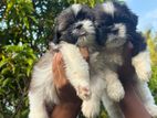 Shihtzu Puppy