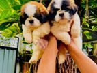 Shihtzu Puppy