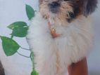 Shihtzu Puppy
