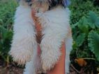 Shihtzu Puppy