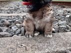 Shihtzu Puppy