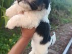 ShihTzu Puppy