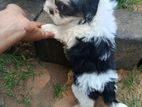 Shihtzu Puppy