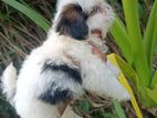 Shihtzu Puppy