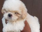 Shihtzu Puppy