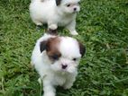 Shihtzu Puppy