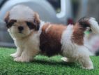 Shih Tzu Puppy