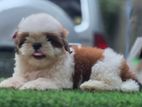Shihtzu Puppy