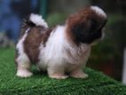 Shih Tzu Puppy