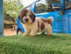 Shih Tzu Puppy