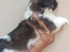 Shihtzu Puppy