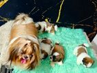 Shih Tzu Puppy