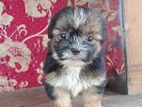 Shihtzu Puppy