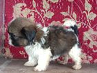 Shihtzu Puppy