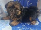 Shihtzu puppy