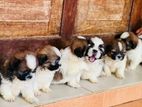 Shihtzu Puppy