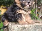Shihtzu Puppy