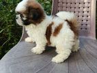 Shihtzu Puppy