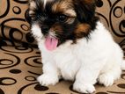 Shih Tzu Puppy