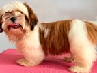 Shih Tzu Puppy