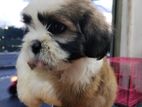 Shihtzu puppy