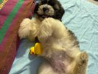 Shihtzu Puppy