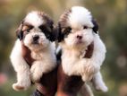 Shihtzu Puppy