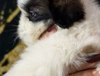 Shihtzu Puppy