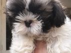 Shihtzu puppy