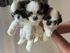 shihtzu puppy