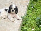 Shih Tzu Puppies
