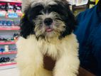 Shihtzu Puppy