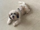 Shih Tzu Puppy